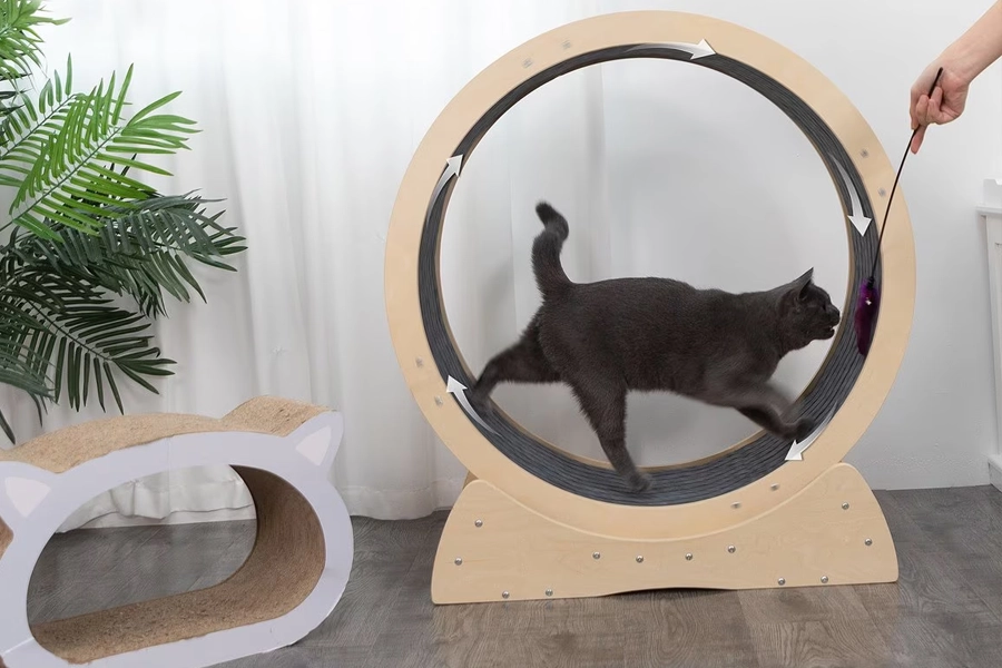 Cat Treadmill Wheel Reviews